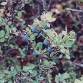 Alestine Andre, GSCI Alestine Andre, GSCI