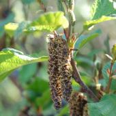 Alestine Andre Alestine Andre