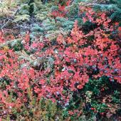 Alestine Andre, GSCI Alestine Andre, GSCI