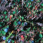 Dave Jones Dave Jones