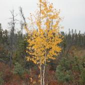 Alestine Andre Alestine Andre