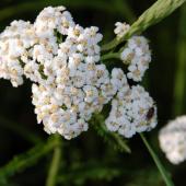 Alestine Andre Alestine Andre