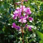 Alestine Andre Alestine Andre