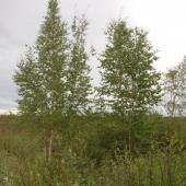 Alestine Andre Alestine Andre