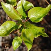 Alestine Andre Alestine Andre