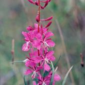 Alestine Andre Alestine Andre