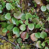 Alestine Andre Alestine Andre