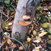 Alestine Andre, GSCI Alestine Andre, GSCI