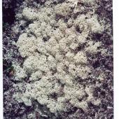 Alestine Andre Alestine Andre