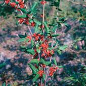 Alestine Andre, GSCI Alestine Andre, GSCI