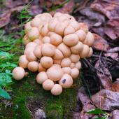 Ingrid Kritsch, GSCI Ingrid Kritsch, GSCI