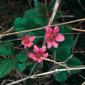 Christian Bucher Christian Bucher