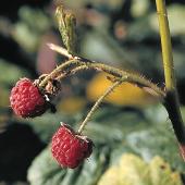 Myrna Pearman Myrna Pearman