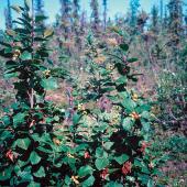 Alestine Andre, GSCI Alestine Andre, GSCI