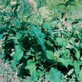 Alestine Andre, GSCI Alestine Andre, GSCI