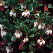 Christian Bucher Christian Bucher