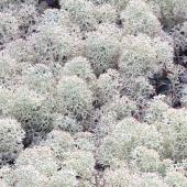 Jacquie Bastick Jacquie Bastick