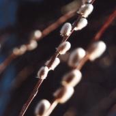 Alestine Andre, GSCI