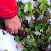 Ingrid Kritsch, GSCI Ingrid Kritsch, GSCI