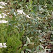 Alestine Andre Alestine Andre