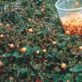 Dave Jones Dave Jones