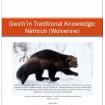 Gwich’in Traditional Knowledge: Nèhtrùh (Wolverine) Report Cover